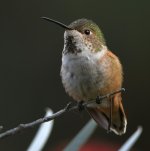 Hummer.jpg