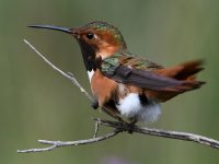 Hummer9.jpg