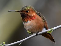 Hummer33.jpg