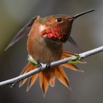 Hummer48.jpg