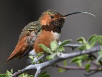 Hummer58.jpg