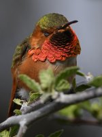 Hummer60.jpg