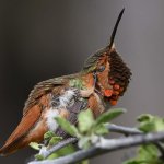 Hummer67.jpg