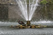 DSC_3924.jpg