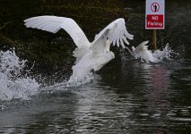 DSC_3966.jpg