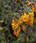 DSC_4042.jpg