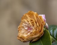 DSC_4057.jpg