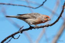 HouseFinch-500.jpg