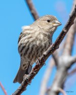 HouseFinch-501.jpg