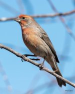 HouseFinch-502.jpg