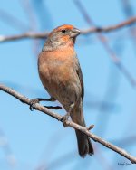 HouseFinch-503.jpg