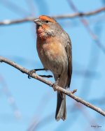 HouseFinch-504.jpg