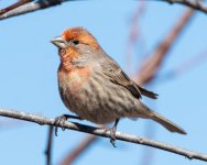 HouseFinch-505.jpg