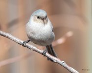 BushTit-500.jpg