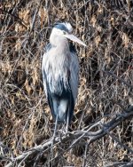 GBH-502.jpg