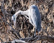 GBH-503.jpg