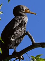 Cormorant3.jpg