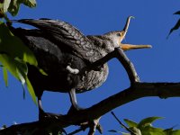 Cormorant7.jpg