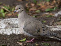 Dove.jpg