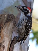 Woodpecker4.jpg