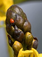 LadyBug.jpg