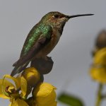 Hummer4.jpg
