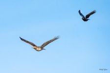 HawkCrow-500.jpg