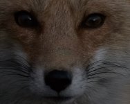 Screen-Shot-2020-03-18-at-7.26.jpg