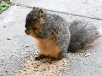 Squirrel2.jpg