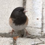 Junco.jpg