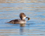 Merganser-500.jpg