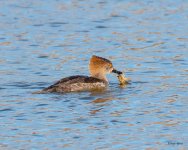 Merganser-501.jpg