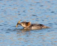 Merganser-502.jpg