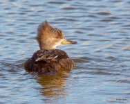 Merganser-503.jpg