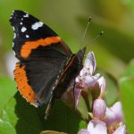 RedAdmiral2.jpg