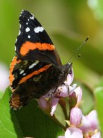 RedAdmiral.jpg