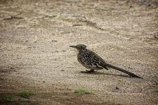 03-18-20-cr_D7K2104-ON1.jpg