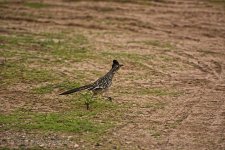 03-18-20-cr_D7K2106-ON1.jpg