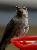 Hummer12.jpg