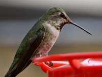 Hummer18.jpg