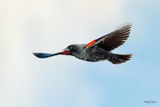 RWBBFlight-502.jpg