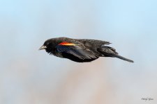 RWBBFlight-504.jpg
