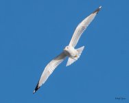 GullFlight-502.jpg