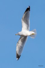 GullFlight-503.jpg