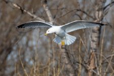 GullFlight-504.jpg