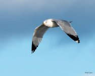 GullFlight-505.jpg