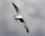 GullFlight-506.jpg