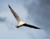 GullFlight-511.jpg