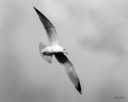 GullFlight-507.jpg
