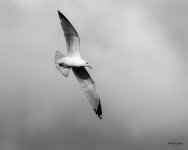 GullFlight-509.jpg